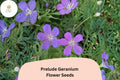 25+ Prelude Geranium Seeds – Vibrant Purple Perennial Flower – Geranium spp. for Borders, Containers & Pollinator Gardens