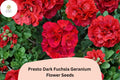 25+ Presto Dark Fuchsia Geranium Seeds – Perennial Flower, Full Sun, Easy Grow, Attracts Pollinators, Geranium spp.