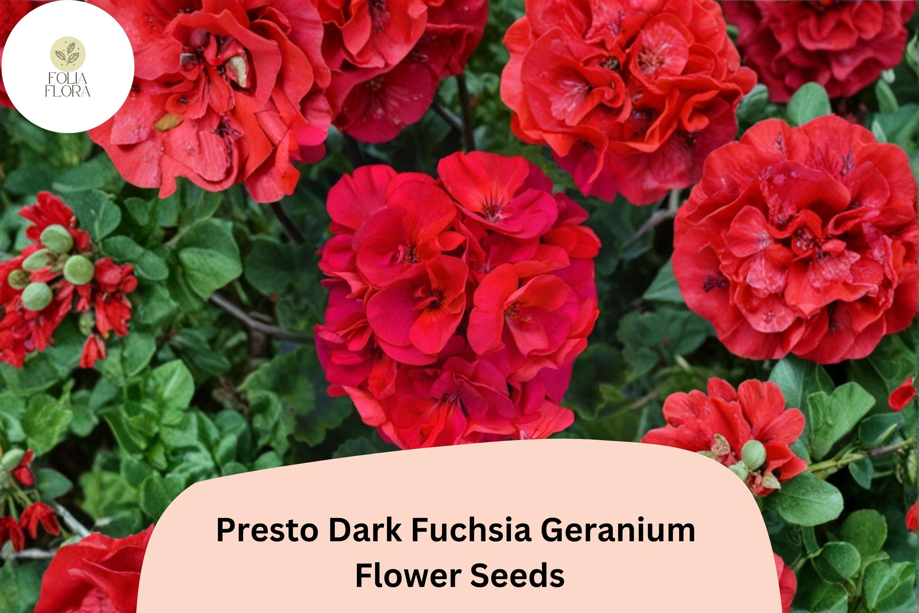 25+ Presto Dark Fuchsia Geranium Seeds – Perennial Flower, Full Sun, Easy Grow, Attracts Pollinators, Geranium spp.