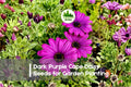 200+ Dark Purple Cape Daisy Seeds - Osteospermum ecklonis, Violet Blooms, Perennial, Sun-Loving, Butterfly & Pollinator Attractant