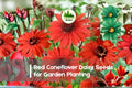 200+ Red Coneflower Seeds, Echinacea purpurea, Bright Scarlet-Red Blooms, Pollinator-Friendly Perennial for Gardens and Borders