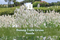 Bunny Tails Grass Seeds Lagurus Ovatus – Ornamental Dwarf Grass for Gardens, Pots & Dried Arrangements, 30 Seeds