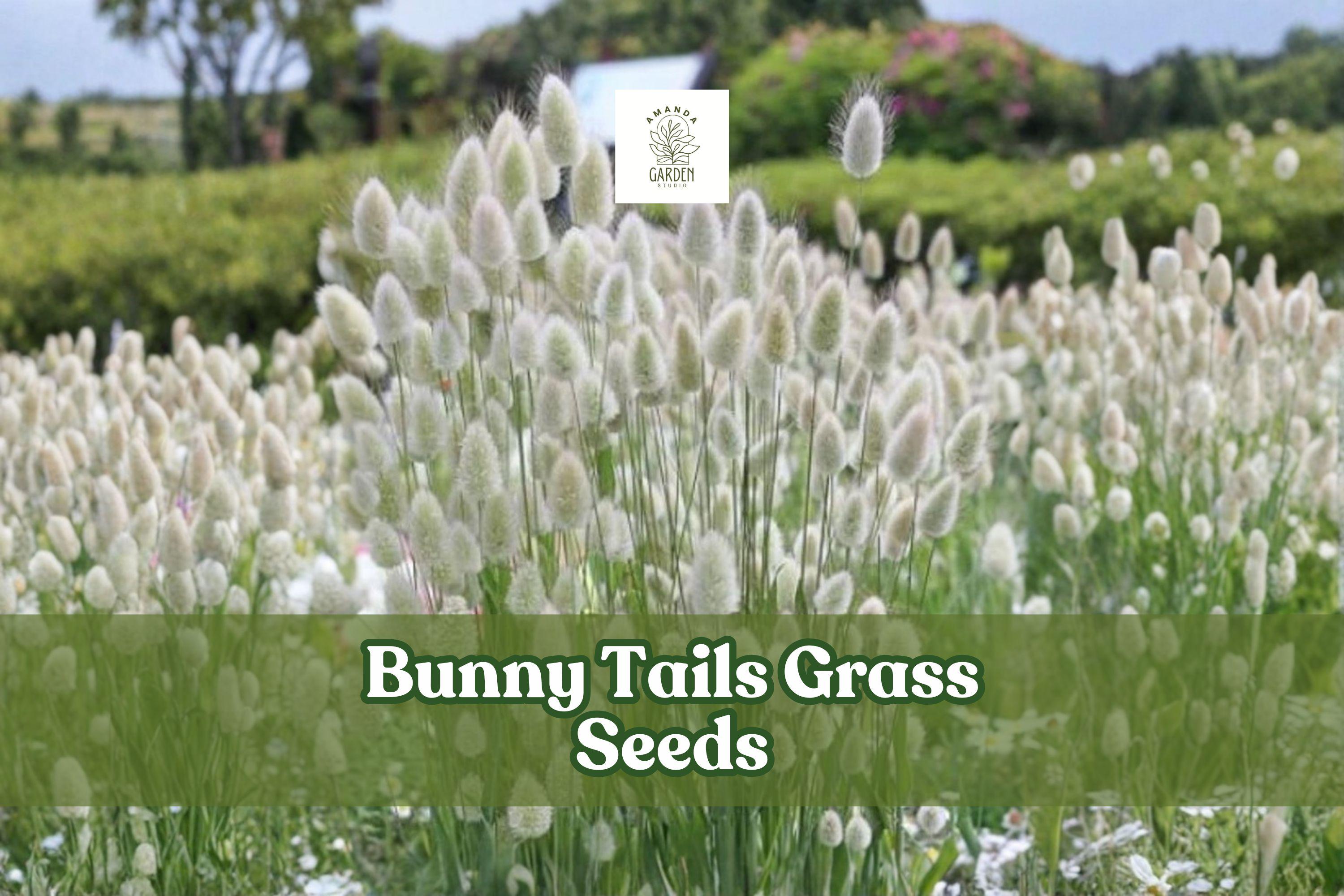 Bunny Tails Grass Seeds Lagurus Ovatus – Ornamental Dwarf Grass for Gardens, Pots & Dried Arrangements, 30 Seeds