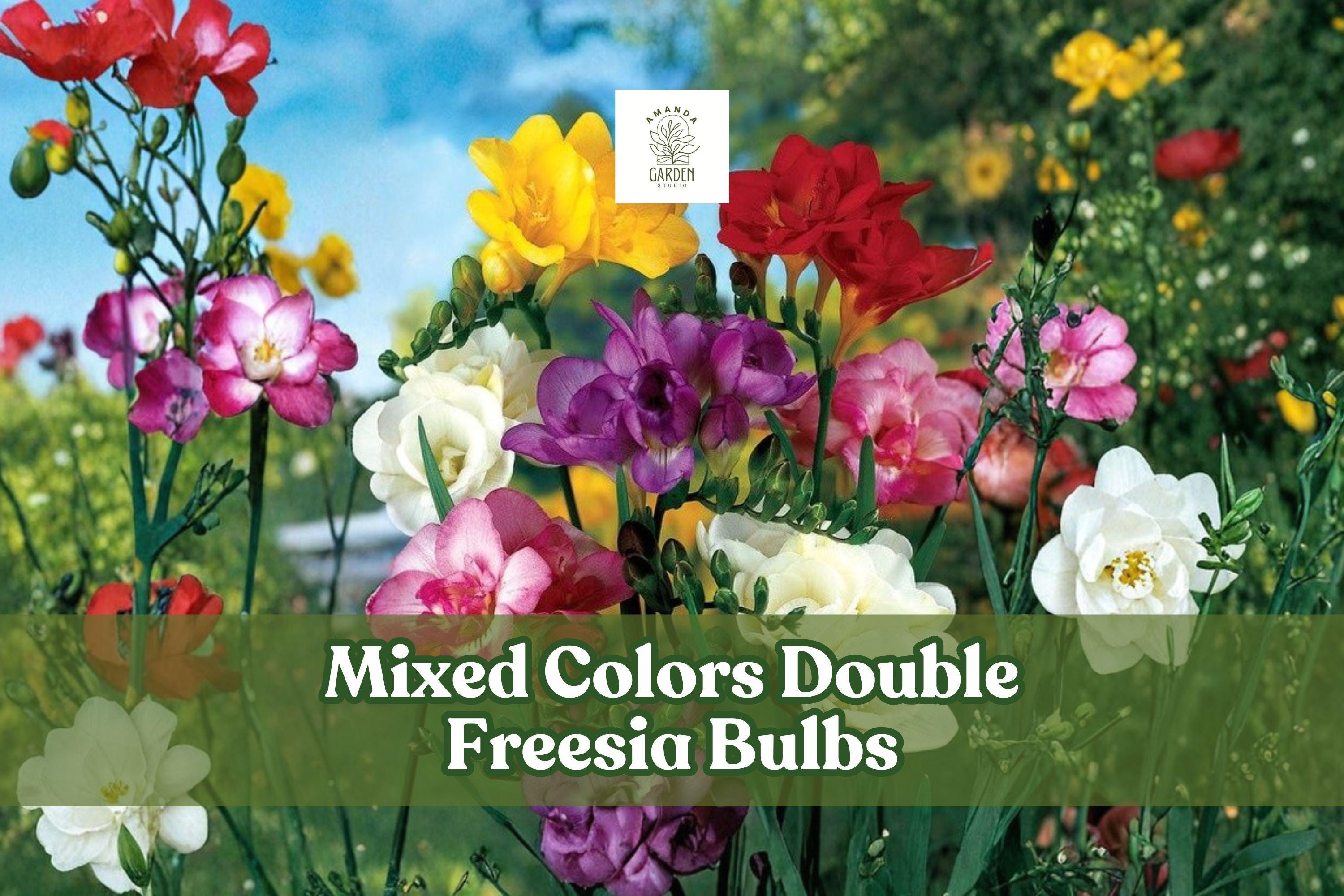 Double Freesia Bulbs, Fragrant Spring Flowers, Mixed Colors, Freesia hybrida, Garden & Cut Flower Plant