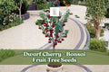 25 Dwarf Cherry Tree Seeds Prunus avium for Bonsai, Edible Miniature Fruit, Indoor & Outdoor Gardening