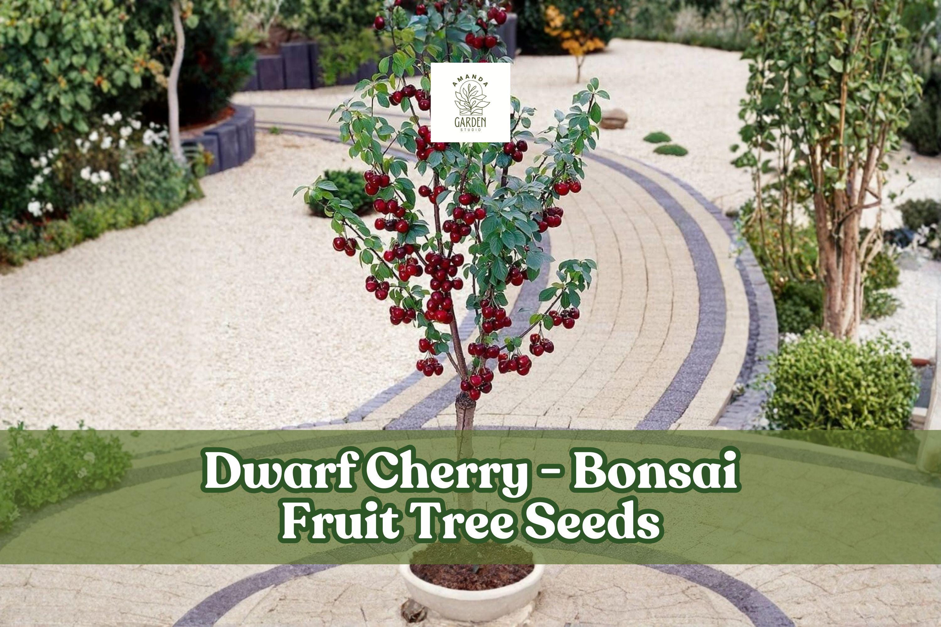 25 Dwarf Cherry Tree Seeds Prunus avium for Bonsai, Edible Miniature Fruit, Indoor & Outdoor Gardening