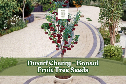 25 Dwarf Cherry Tree Seeds Prunus avium for Bonsai, Edible Miniature Fruit, Indoor & Outdoor Gardening