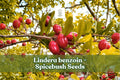 Spicebush Seeds Lindera benzoin Native Shrub Fragrant Wildflower for Wildlife Gardens, Hedgerows, Native Landscaping