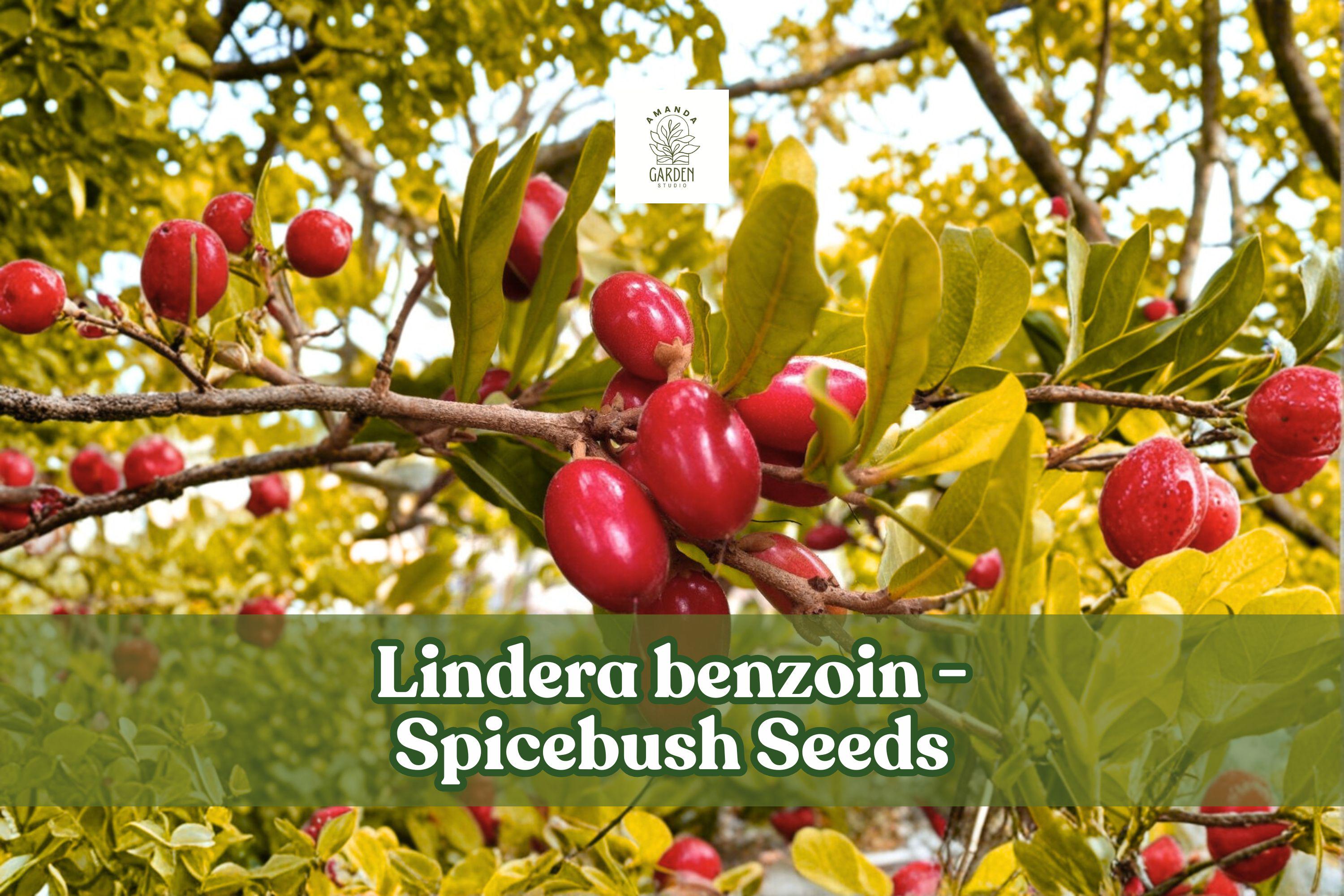 Spicebush Seeds Lindera benzoin Native Shrub Fragrant Wildflower for Wildlife Gardens, Hedgerows, Native Landscaping