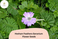 25+ Hexham Feathers Geranium Seeds – Purple Feather-like Blooms, Hardy Perennial Flower, Geranium x oxonianum for Garden Planting