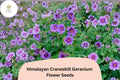 25+ Himalayan Cranesbill Geranium Seeds – Purple Hardy Perennial Flowers, Geranium himalayense, Easy to Grow Garden Seeds