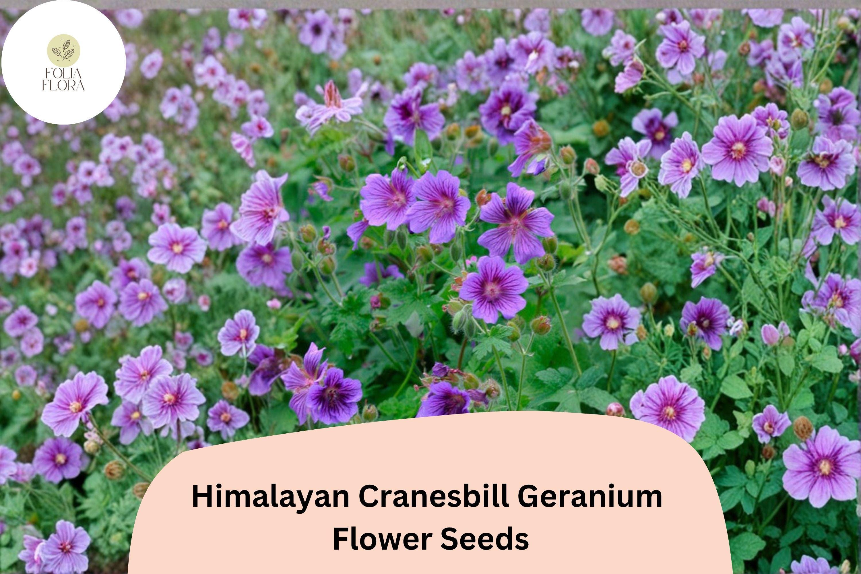 25+ Himalayan Cranesbill Geranium Seeds – Purple Hardy Perennial Flowers, Geranium himalayense, Easy to Grow Garden Seeds