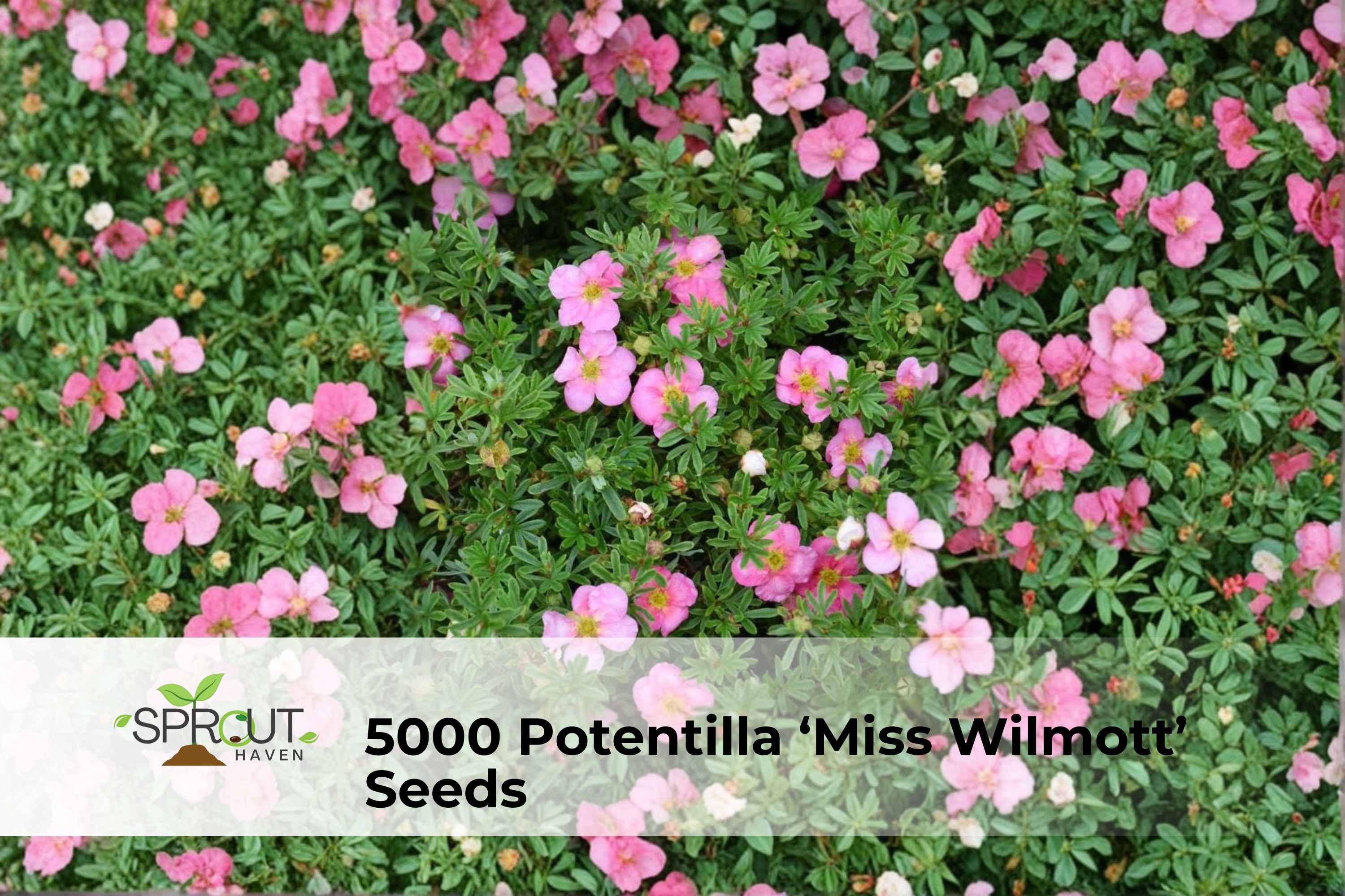 Royal Navy Blue Sweet Pea Seeds, Climbing Flower Vine, Blue-Purple Blooms, Lathyrus odoratus, Non-GMO, Garden Border Plant