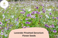 25+ Lavender Pinwheel Geranium Seeds | Hardy Perennial Planting | Lavender Flowers | Geranium 'Pinwheel' for Garden Beds & Containers