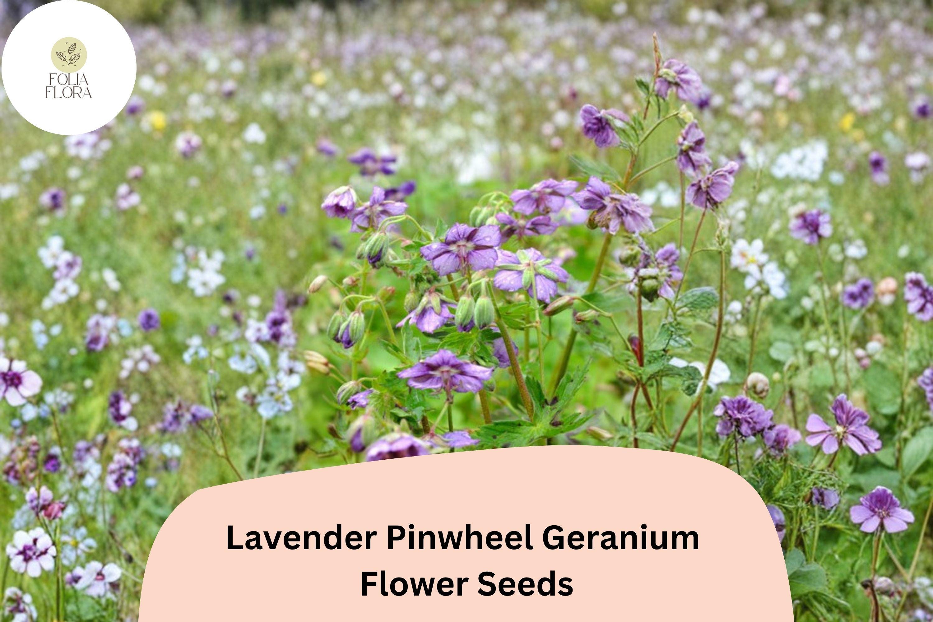 25+ Lavender Pinwheel Geranium Seeds | Hardy Perennial Planting | Lavender Flowers | Geranium 'Pinwheel' for Garden Beds & Containers