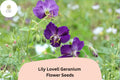 25+ Lily Lovell Geranium Seeds – Purple Flowering Perennial for Garden Beds & Containers – Geranium 'Lily Lovell'