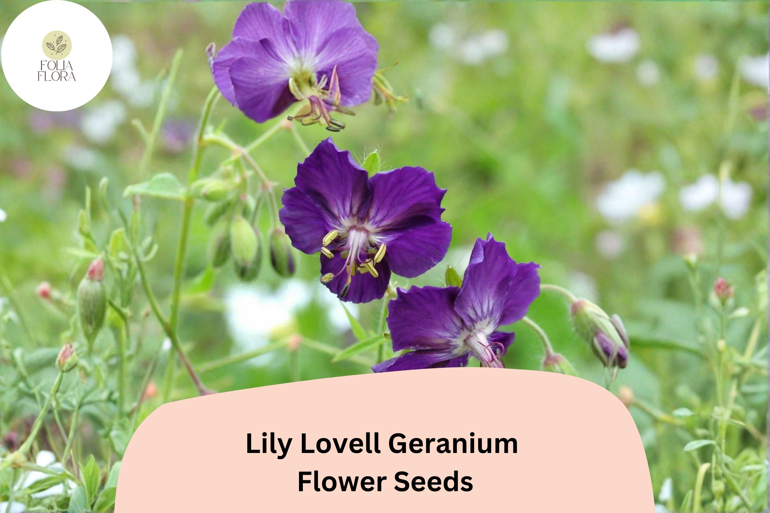 25+ Lily Lovell Geranium Seeds – Purple Flowering Perennial for Garden Beds & Containers – Geranium 'Lily Lovell'