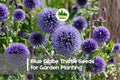 Blue Globe Thistle Seeds - 200+ Echinops ritro Perennial Blue Globe-Shaped Blooms for Borders, Pollinator Gardens, Dried Arrangements