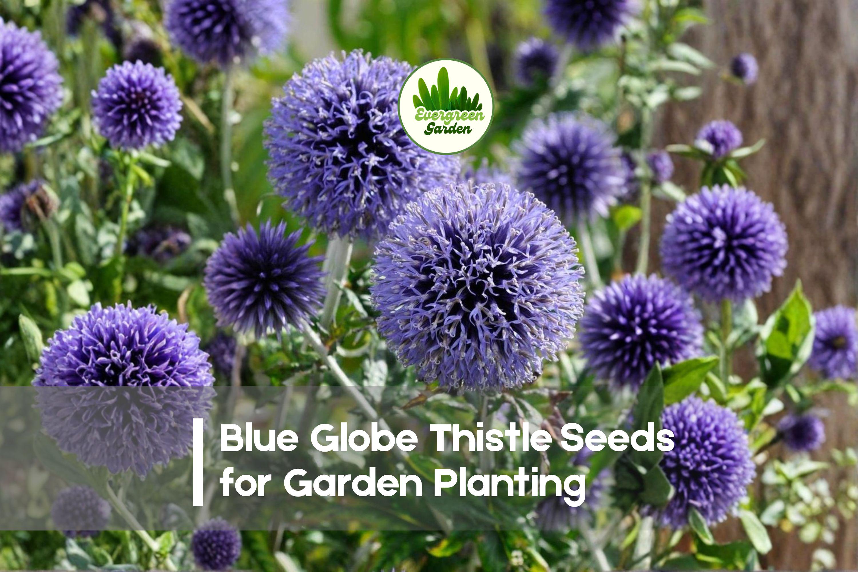 Blue Globe Thistle Seeds - 200+ Echinops ritro Perennial Blue Globe-Shaped Blooms for Borders, Pollinator Gardens, Dried Arrangements