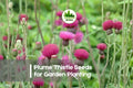 200+ Plume Thistle Seeds - Wild Cirsium canum Perennial with Purple-Violet Feathery Blooms for Pollinator Gardens
