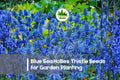Blue Sea Holly Thistle Seeds – 200+ Eryngium planum, Drought-Tolerant Perennial with Metallic Blue Spiky Flowers for Borders & Pollinators
