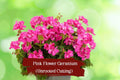 Grow Your Own Pink Geraniums – 10 Unrooted Cuttings, Fragrant, Drought-Tolerant, Pink Blooms, Pelargonium × hortorum