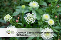 Red Plains Coreopsis Seeds – 1000 Non-GMO Wildflower Seeds for Pollinator Gardens, Annual, Coreopsis tinctoria