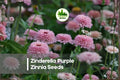 Zinnia Seeds 100+ Zinderella Purple Double Blooms for Garden, Cut Flowers, Pollinator Attracting, Zinnia elegans