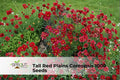 Pink Impression Tulip Bulbs Set of 5 | Perennial Spring Flowers | Tulipa ‘Pink Impression’ | Bright Pink Blooms