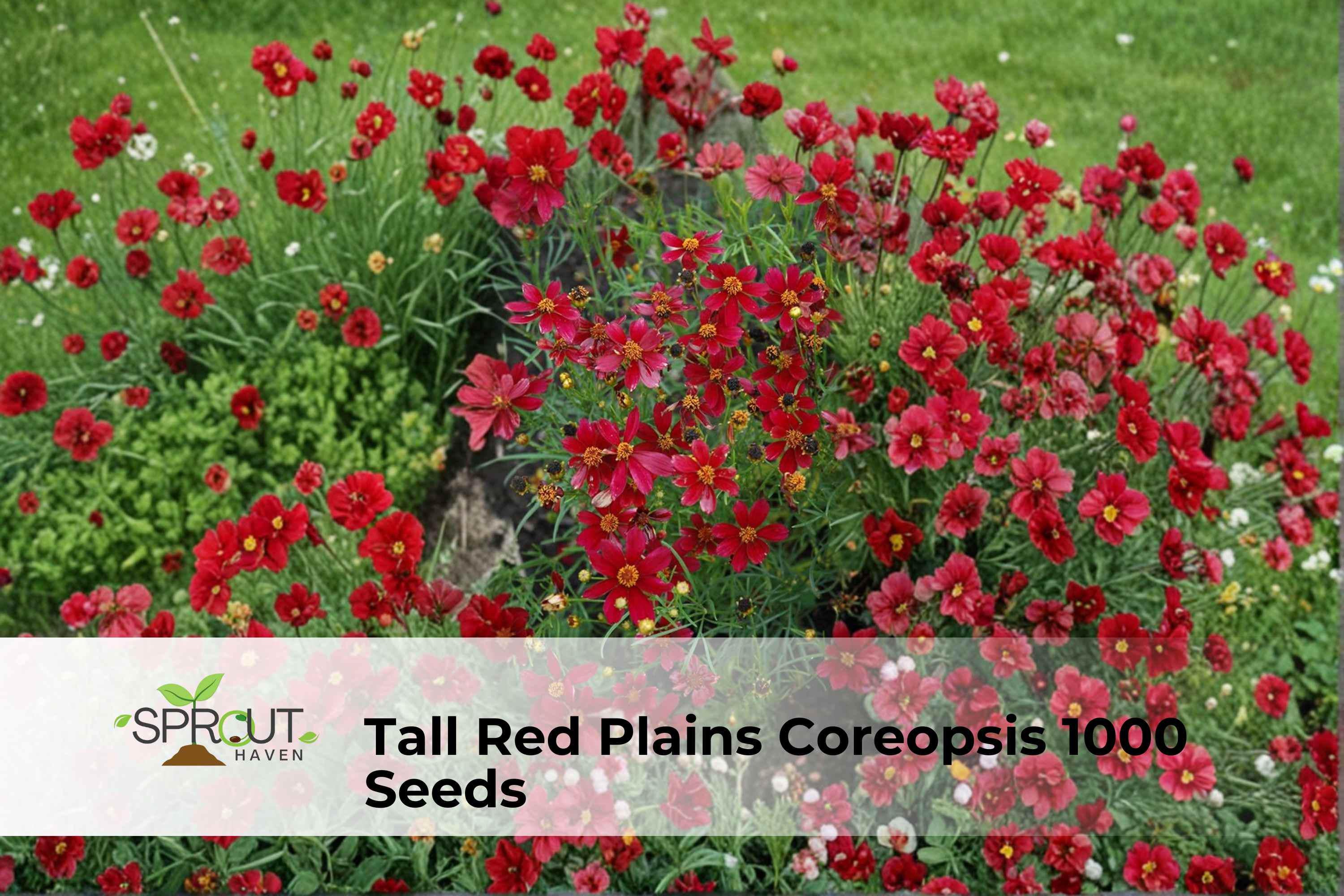 Pink Impression Tulip Bulbs Set of 5 | Perennial Spring Flowers | Tulipa ‘Pink Impression’ | Bright Pink Blooms