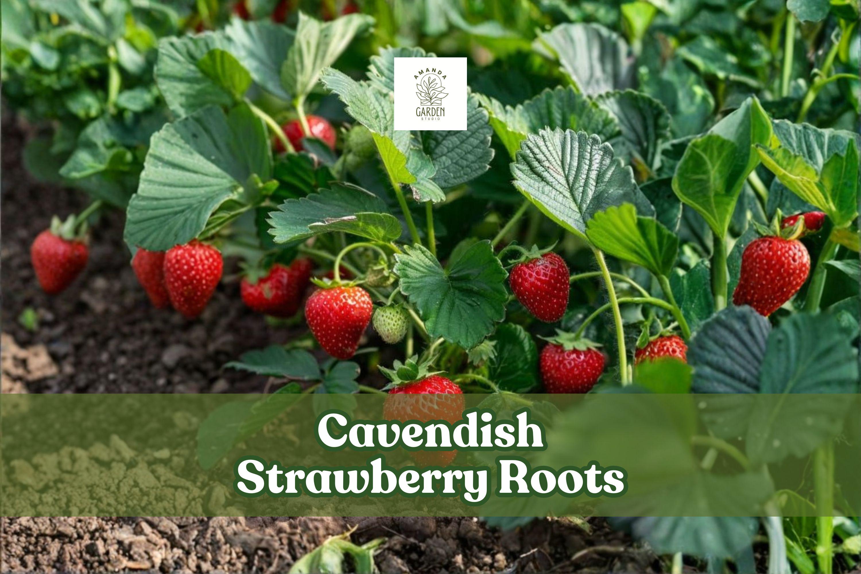 Cavendish Strawberry Roots – 5 Live Fragaria × ananassa Plants for Home Garden, Containers, Edible Landscape