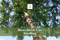 River Birch Tree Seedling – 1-Year-Old Betula nigra for Landscaping, Shade & Ornamental Growth