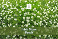 Irish Moss Seeds, Sagina Subulata Ground Cover, 200 Seeds for Lawn, Path, Rock Garden, Evergreen, White Blooms
