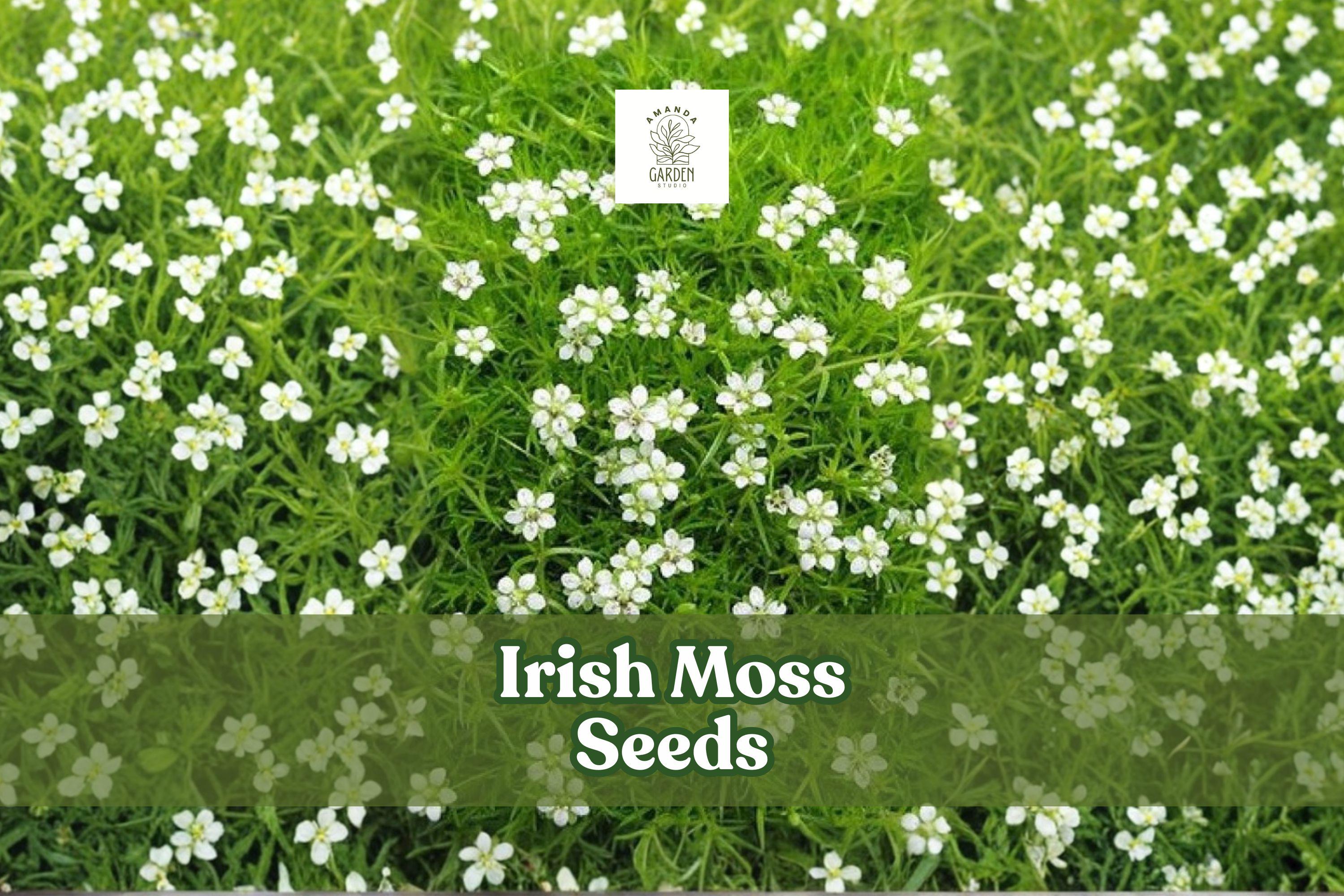 Irish Moss Seeds, Sagina Subulata Ground Cover, 200 Seeds for Lawn, Path, Rock Garden, Evergreen, White Blooms