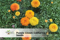 Globe Thistle Seeds | Echinops ritro | Blue Ornamental Perennial Flower for Pollinators