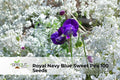 Red and White Tulip Bulbs, Tulipa Hybrid Mix, Perennial Spring Flowers, Hardy Bulbs for Borders & Containers