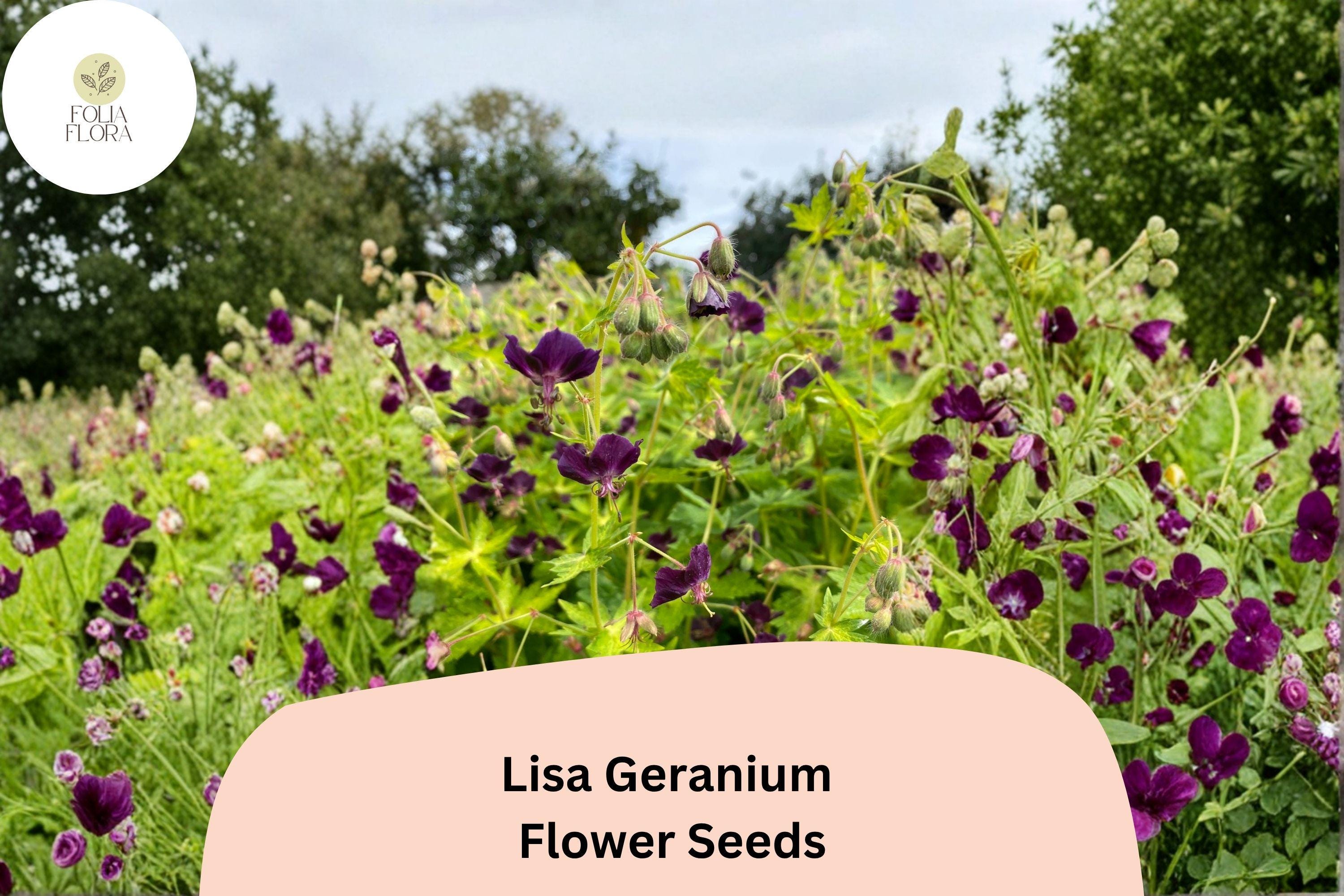 25+ Lisa Geranium Seeds – Purple Flowers, Hardy Perennial, Geranium 'Lisa' for Garden Beds & Containers