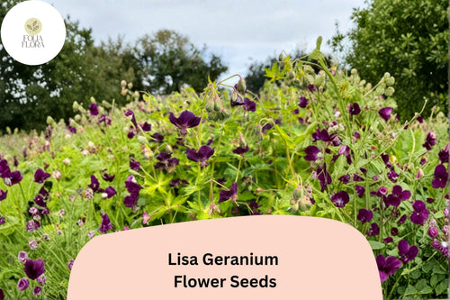 25+ Lisa Geranium Seeds – Purple Flowers, Hardy Perennial, Geranium 'Lisa' for Garden Beds & Containers