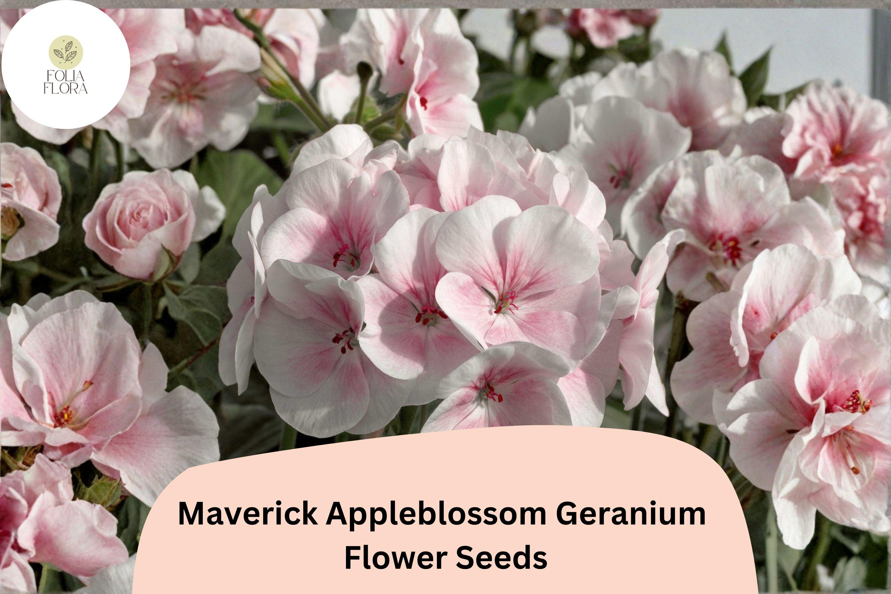 25+ Maverick Appleblossom Geranium Seeds – Pink & White Flowers, Hardy Perennial, Pollinator Friendly, Geranium 'Maverick Appleblossom'