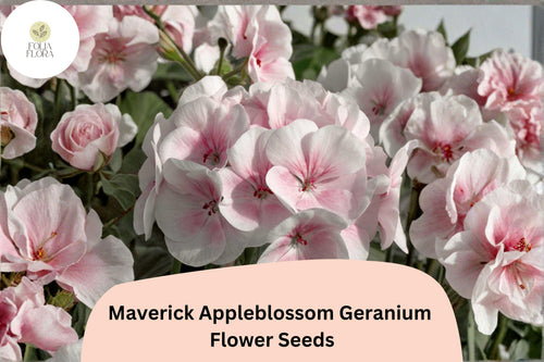 25+ Maverick Appleblossom Geranium Seeds – Pink & White Flowers, Hardy Perennial, Pollinator Friendly, Geranium 'Maverick Appleblossom'