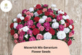 25+ Maverick Mix Geranium Seeds – Pink, White, Red Flowers, Hardy Perennial, Geranium 'Maverick Mix' for Garden Beds & Containers