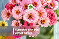 Cupcakes Pink Mix Zinnia Seeds – Pink Flower Annual for Borders, Pots & Cut Flowers, Zinnia elegans, Butterfly & Pollinator Attracting