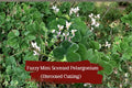 Fuzzy Mint Geranium Cuttings – 3 Unrooted Pelargonium Pelargonium sp. – Fragrant Fuzzy Leaves & White-Pink Flowers