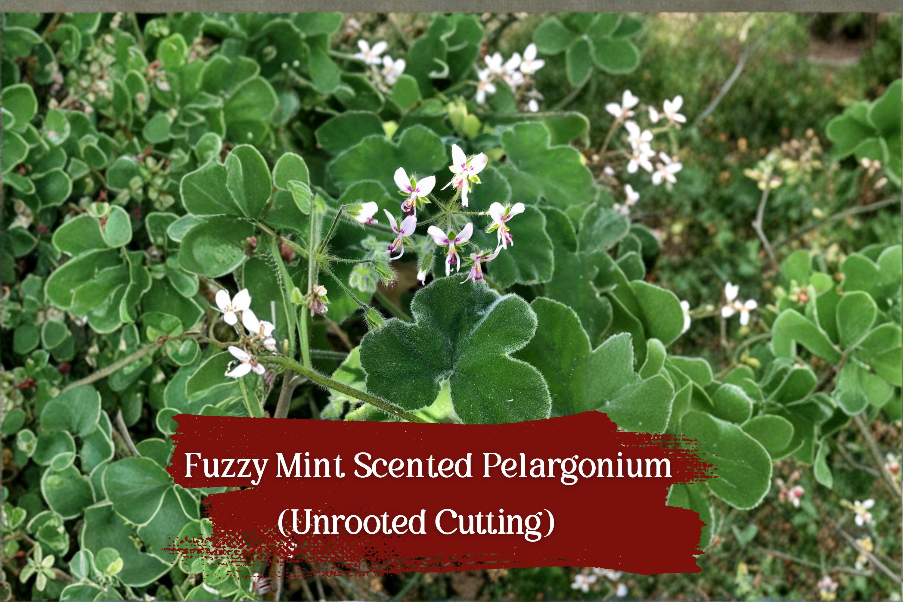 Fuzzy Mint Geranium Cuttings – 3 Unrooted Pelargonium Pelargonium sp. – Fragrant Fuzzy Leaves & White-Pink Flowers