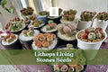 Lithops Seeds | 25 Mixed Rare Succulent Varieties | Living Stones, Pebble Plant, Lithops spp.