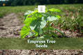 Empress Tree Seeds 100 Pack | Paulownia tomentosa Fast-Growing Ornamental Hardwood for Landscaping