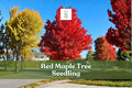 Red Maple Tree Seedling | Acer rubrum | Vibrant Fall Color, Hardy Ornamental Shade Tree, Live Plant