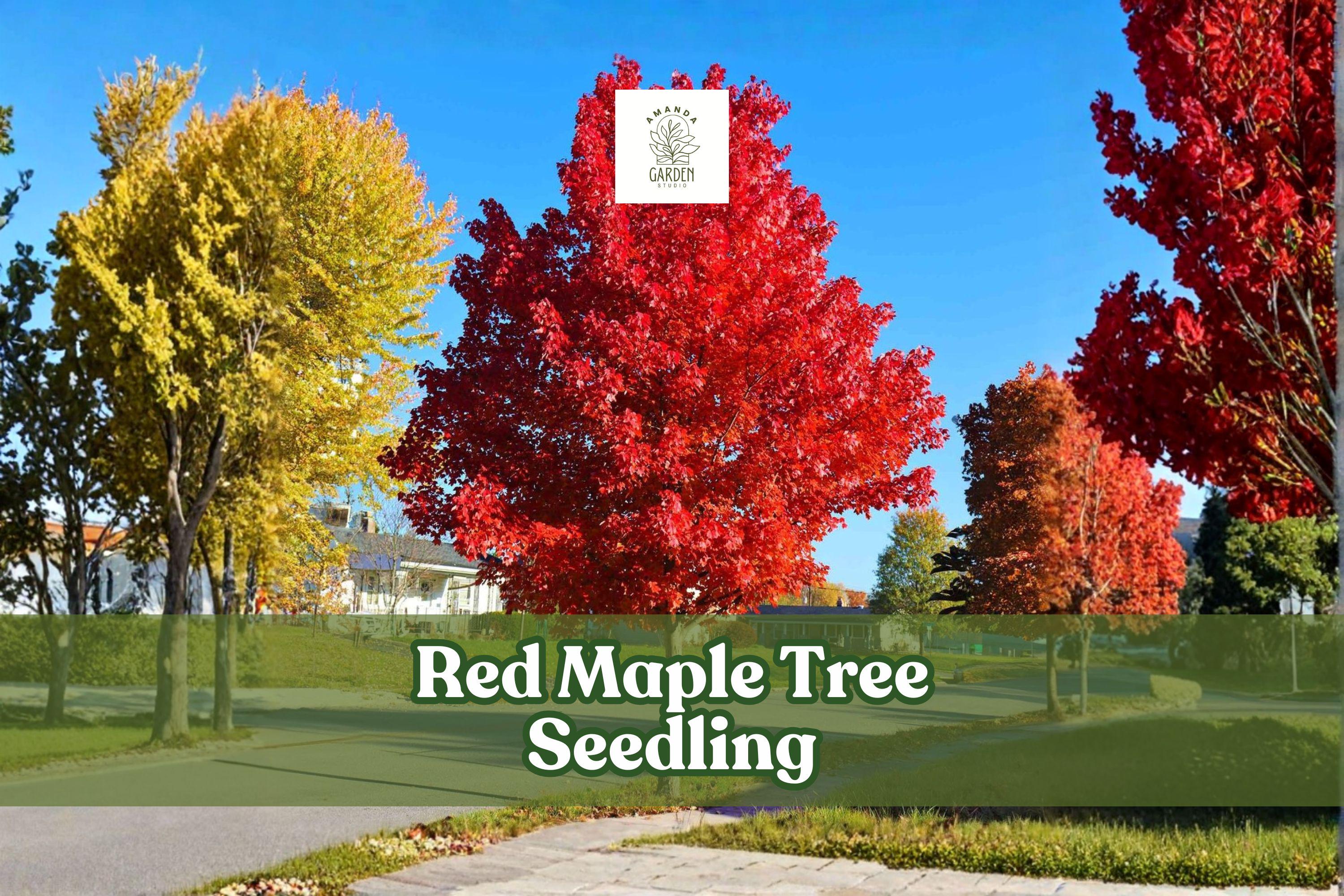 Red Maple Tree Seedling | Acer rubrum | Vibrant Fall Color, Hardy Ornamental Shade Tree, Live Plant