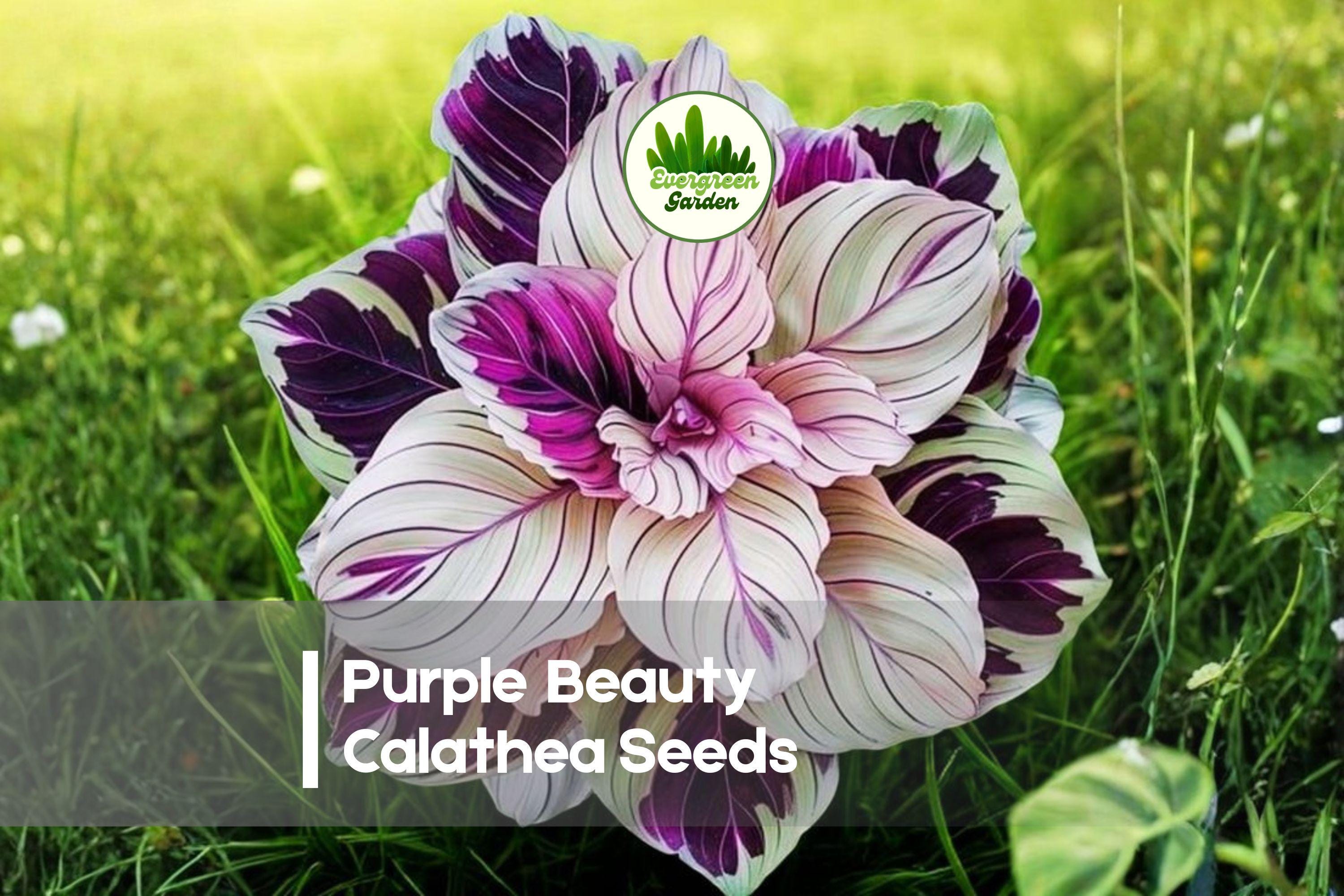 Purple Beauty Calathea Seeds – Tropical Foliage, Indoor Houseplant, Calathea roseopicta, Purple and Green, Easy to Grow