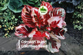 Crimson Burst Calathea Seeds – Tropical Foliage Plant, Deep Red & Green Leaves, Indoor Garden, Calathea roseopicta, 25+ Seeds